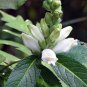 50 Seeds WHITE TURTLEHEAD Chelone Glabra Flower (Seeds)