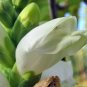 50 Seeds WHITE TURTLEHEAD Chelone Glabra Flower (Seeds)