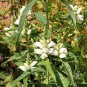 50 Seeds WHITE TURTLEHEAD Chelone Glabra Flower (Seeds)