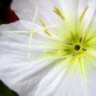 250 Seeds WHITE Pale EVENING PRIMROSE Buttercup Sundrops Oenothera Pallida Flower (Seeds)