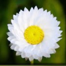 250 Seeds WHITE WINGED EVERLASTING Ammobium Alatum Flower (Seeds)