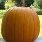 40 Seeds SMALL SUGAR PUMPKIN Orange Pie or Carving Cucurbita Pepo Vegetable (Seeds)