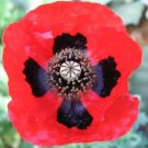 150 Seeds RED Lady Bird FLANDERS POPPY Papaver Commutatum Scarlet Black Flower (Seeds) 150 Seeds RED Lady Bird FLANDERS POPPY Papaver Commutatum Scarlet Black Flower (Seeds)