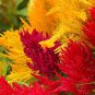 150 Seeds Mixed PAMPAS PLUMES COCKSCOMB Celosia Plumosa Flower (Seeds)