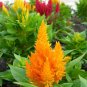 150 Seeds Mixed PAMPAS PLUMES COCKSCOMB Celosia Plumosa Flower (Seeds)