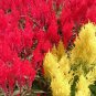 150 Seeds Mixed PAMPAS PLUMES COCKSCOMB Celosia Plumosa Flower (Seeds)