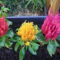 150 Seeds Mixed PAMPAS PLUMES COCKSCOMB Celosia Plumosa Flower (Seeds)