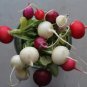 500 Seeds Mixed Colors EASTER EGG RADISH Raphanus Sativus Vegetable (Seeds)