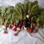 500 Seeds Mixed Colors EASTER EGG RADISH Raphanus Sativus Vegetable (Seeds)