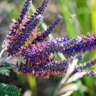 100 Seeds Purple LEAD PLANT Amorpha Canescens Wild Tea Downy Indigo Native Flower (Seeds) 100 Seeds Purple LEAD PLANT Amorpha Canescens Wild Tea Downy Indigo Native Flower (Seeds)