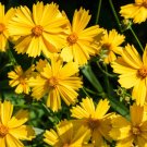 1000 Seeds YELLOW SAND COREOPSIS Lanceolata Lanceleaf Tickseed Flower (Seeds)