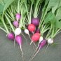 300 Seeds PURPLE PLUM RADISH Raphanus Sativus White Flesh Root Vegetable (Seeds)