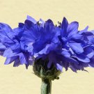 1000 Seeds Tall Blue BACHELOR'S BUTTON / CORNFLOWER Centaurea Cyanus Flower (Seeds) 1000 Seeds Tall Blue BACHELOR'S BUTTON / CORNFLOWER Centaurea Cyanus Flower (Seeds)