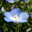 250 Seeds BABY BLUE EYES Nemophila Menziesii Fragrant Butterfly Flower (Seeds)