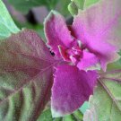 100 Seeds GIANT GOOSEFOOT Chenopodium Giganteum Purple Magenta Spreen Vegetable (Seeds)