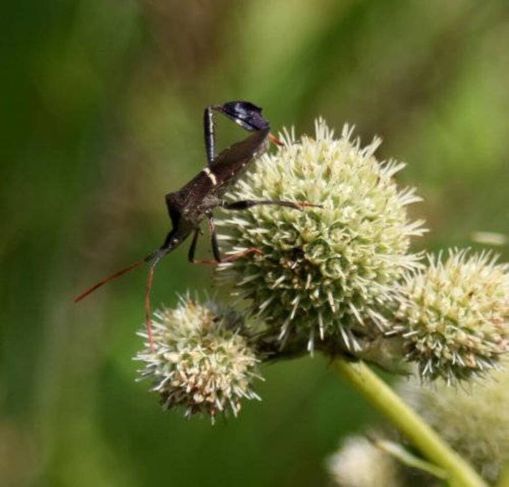 200 Seeds RATTLESNAKE MASTER / Button Snakeroot Eryngium Yuccifolium Flower (Seeds)