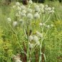 200 Seeds RATTLESNAKE MASTER / Button Snakeroot Eryngium Yuccifolium Flower (Seeds)