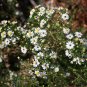 100 Seeds WHITE HEATH ASTER Prairie Ericoides Flower (Seeds)