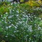 100 Seeds WHITE HEATH ASTER Prairie Ericoides Flower (Seeds)