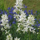 10 Seeds GAS PLANT MIX Dictamnus Albus Mixed Colors White Red Pink Lilac Flower (Seeds)