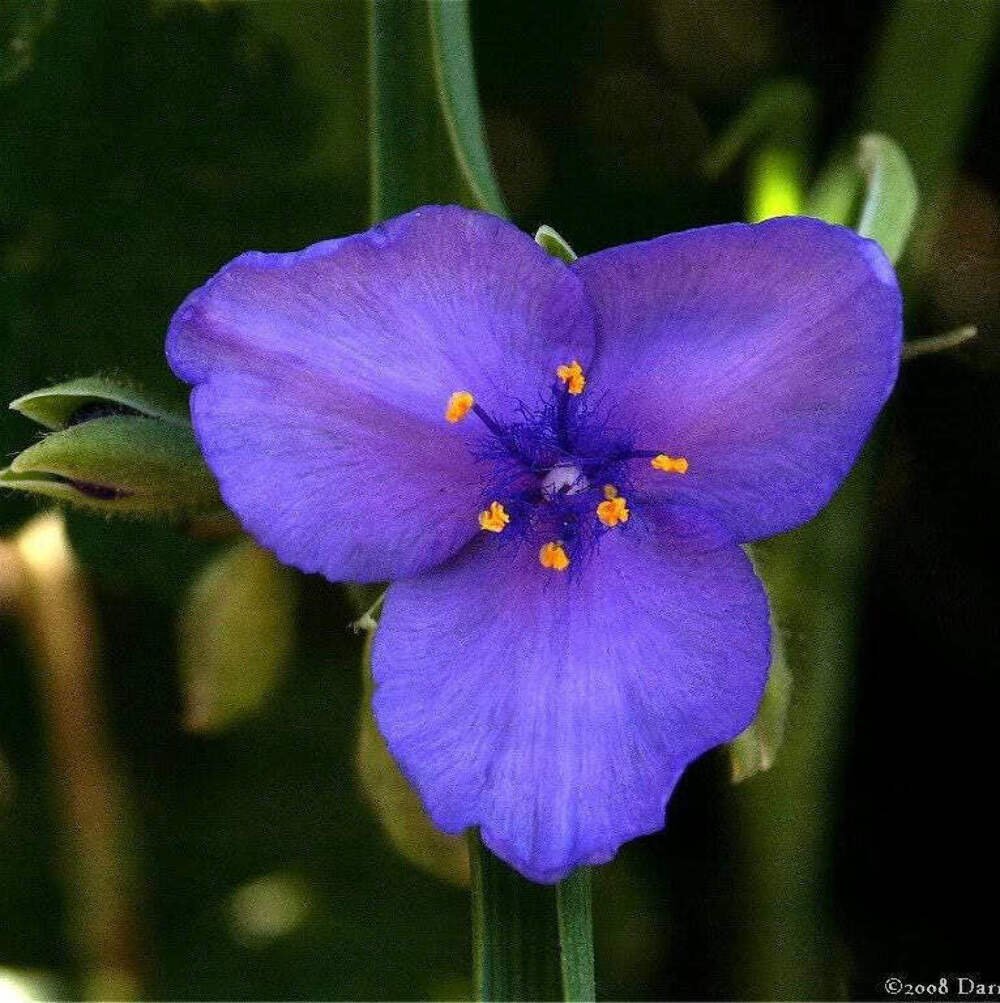 100 Seeds Purple OHIO SPIDERWORT Tradescantia Ohiensis Widows Tears ...