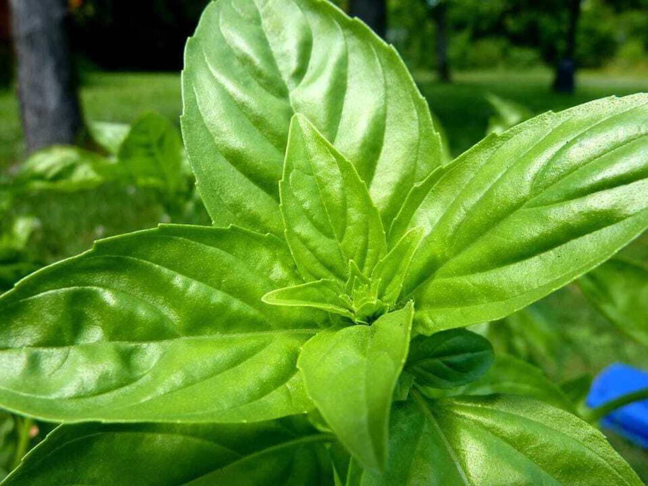 1500 Seeds LEMON BASIL Ocimum Basilicum HERB Flower (Seeds)