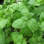 1500 Seeds LEMON BASIL Ocimum Basilicum HERB Flower (Seeds)