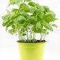 1500 Seeds LEMON BASIL Ocimum Basilicum HERB Flower (Seeds)