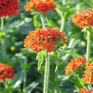 300 MALTESE CROSS (Jerusalem Cross / Campion) Lychnis Chalcedonica Flower (Seeds) 300 MALTESE CROSS (Jerusalem Cross / Campion) Lychnis Chalcedonica Flower (Seeds)