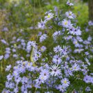 250 Seeds SKY BLUE ASTER Azure Aster Azureus Flower (Seeds)