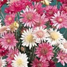 300 Seeds IMMORTELLE IMMORTAL MIX Xeranthemum Paper Daisy Everlasting Flower (Seeds) 300 Seeds IMMORTELLE IMMORTAL MIX Xeranthemum Paper Daisy Everlasting Flower (Seeds)