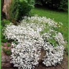 1000 Seeds White BABY'S BREATH 'Covenant Garden' Gypsophila Elegans Flower (Seeds)