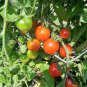 300 Seeds LARGE Red CHERRY TOMATO Lycopersicon Lycopersicum Fruit Vegetable (Seeds)