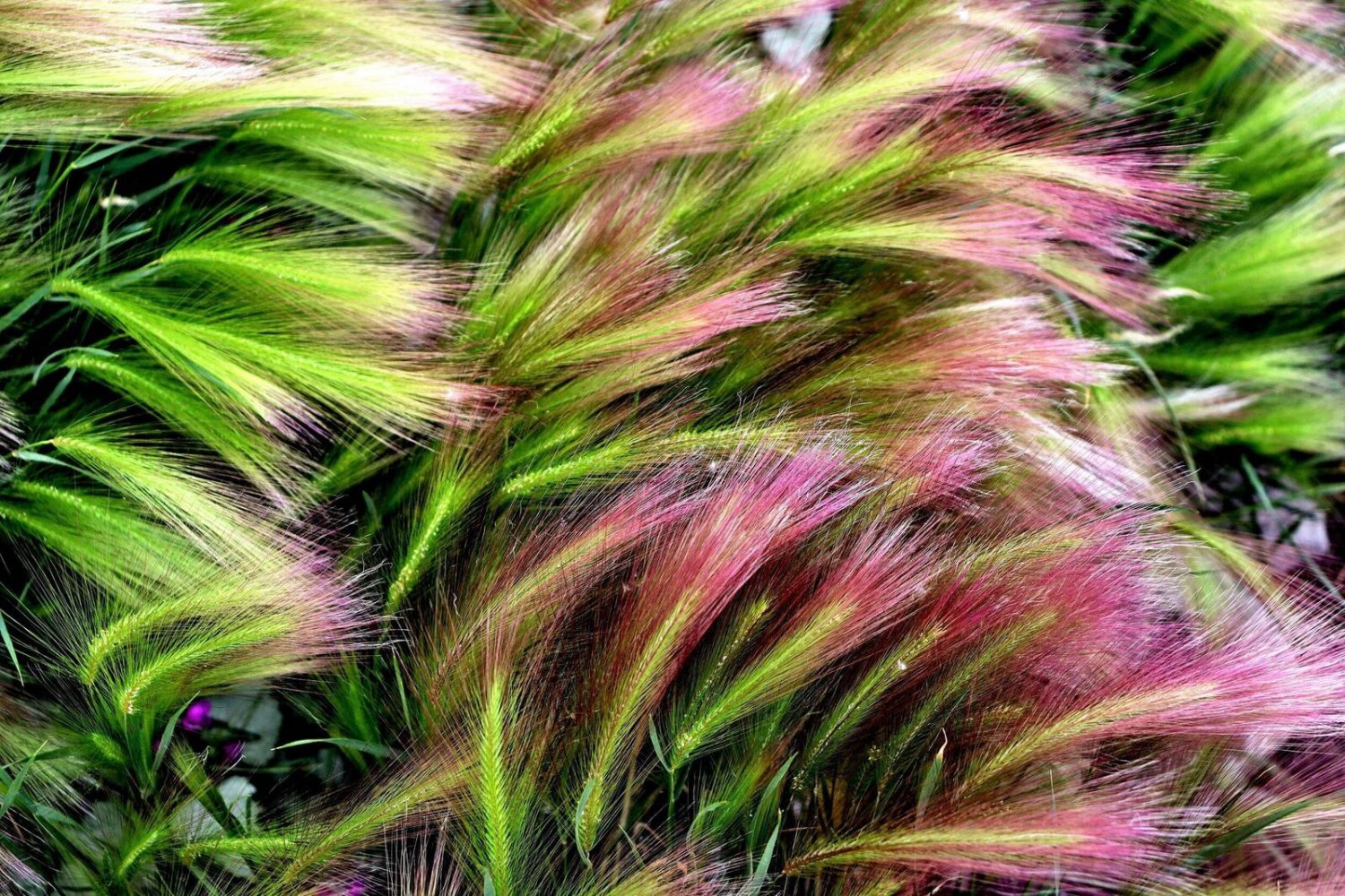 40 Seeds SQUIRREL TAIL Barley GRASS (Foxtail Barley) Hordeum Jubatum Ornamental (Seeds)