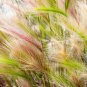 40 Seeds SQUIRREL TAIL Barley GRASS (Foxtail Barley) Hordeum Jubatum Ornamental (Seeds)