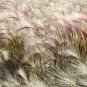 40 Seeds SQUIRREL TAIL Barley GRASS (Foxtail Barley) Hordeum Jubatum Ornamental (Seeds)