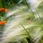 40 Seeds SQUIRREL TAIL Barley GRASS (Foxtail Barley) Hordeum Jubatum Ornamental (Seeds)