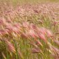 40 Seeds SQUIRREL TAIL Barley GRASS (Foxtail Barley) Hordeum Jubatum Ornamental (Seeds)