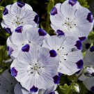 750 Seeds FIVE SPOT Nemophila Maculata White & Purple Flower (Seeds)