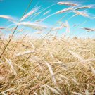 100 Seeds Common BARLEY Hordeum Vulgare Grain Grass Cover Crop Beer (Seeds)