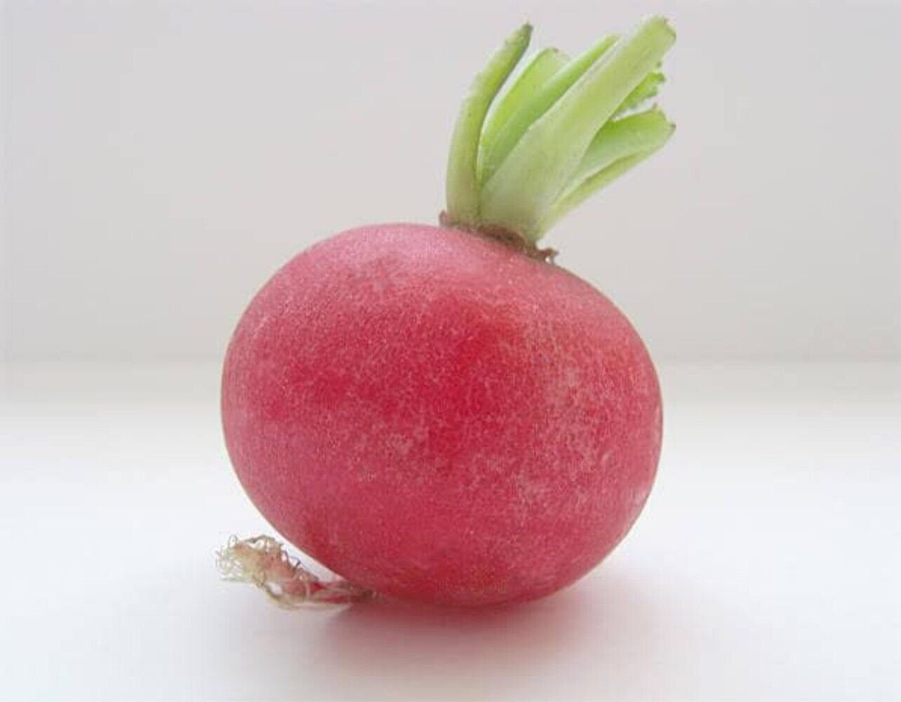 2000 Seeds CRIMSON GIANT RADISH Raphanus Sativus Vegetable (Seeds)