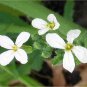 2000 Seeds CRIMSON GIANT RADISH Raphanus Sativus Vegetable (Seeds)