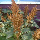 100 Seeds Pastel AUTUMNS TOUCH AMARANTHUS Cruentus Bronze Coral Apricot Flower (Seeds) 100 Seeds Pastel AUTUMNS TOUCH AMARANTHUS Cruentus Bronze Coral Apricot Flower (Seeds)