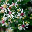 100 Seeds LADY In BLACK Calico ASTER Aster Lateriflorus Flower (Seeds)