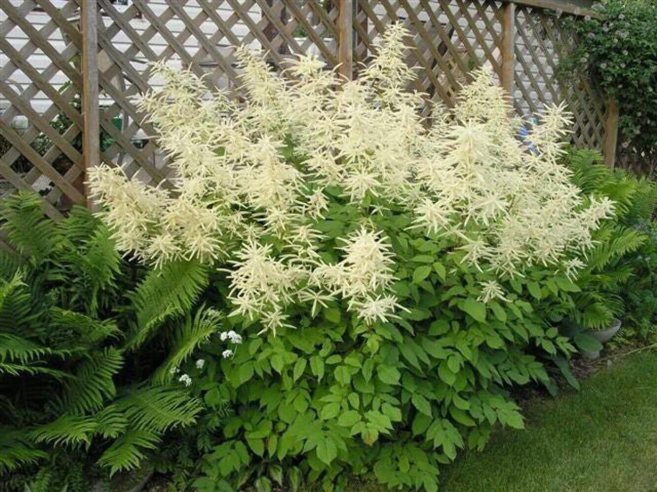 50 Seeds WHITE GOATS BEARD (like Astilbe) Aruncus Dioicus Flower (Seeds)