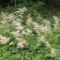 50 Seeds WHITE GOATS BEARD (like Astilbe) Aruncus Dioicus Flower (Seeds)