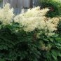 50 Seeds WHITE GOATS BEARD (like Astilbe) Aruncus Dioicus Flower (Seeds)