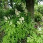 50 Seeds WHITE GOATS BEARD (like Astilbe) Aruncus Dioicus Flower (Seeds)