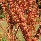 500 Seeds Virginia DITCH STONECROP SEDUM Penthorum Sedoides Star Fruit Flower (Seeds) 500 Seeds Virginia DITCH STONECROP SEDUM Penthorum Sedoides Star Fruit Flower (Seeds)