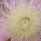 25 Seeds AMERICAN ROSE Centaurea Aloha Americana Starflower Basket Pink Flower (Seeds)